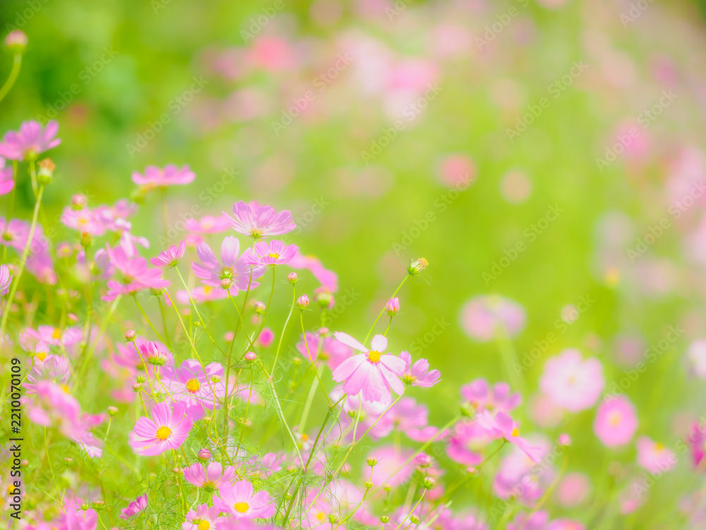 Fototapeta premium ピンクの花。歩道沿いのカラフルな花畑。秋の公園や花壇を彩るコスモスのある風景。自然風景素材。