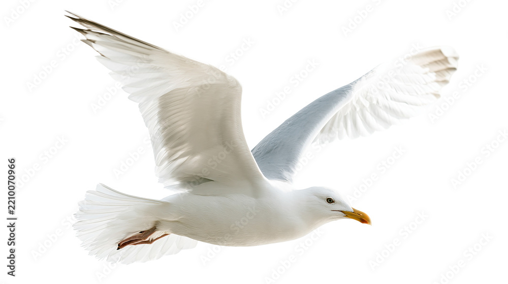 Obraz premium Flying white seagull with spread wings and yellow beak