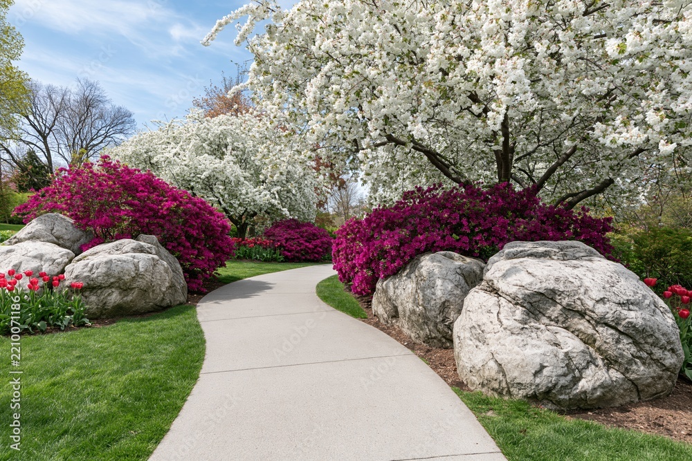 Obraz premium The Winding Garden Path Through Blooming White Trees and Magenta Azaleas