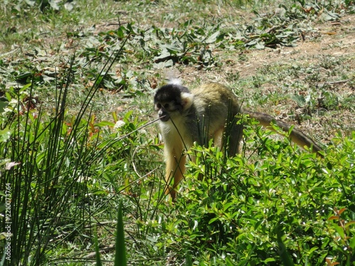 Singe