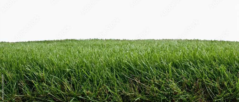 Obraz premium Wide strip of closely mown green grass lawn ground-level view
