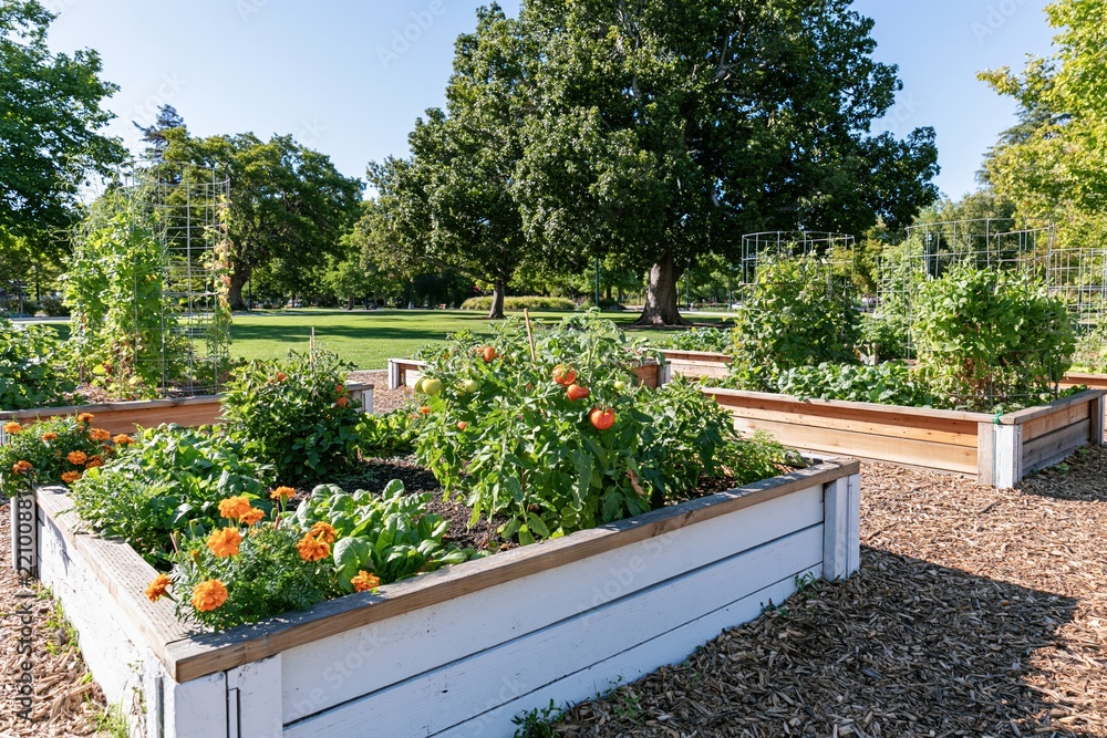 Obraz premium The Raised Bed Garden in a Sunlit Park with Blooming Plants and Paths