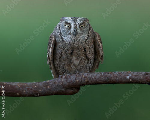 Beautiful Scops Owl Stand up on branch