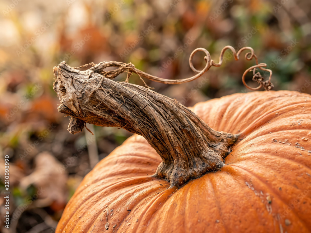 Obraz premium Close up shot of large orange harvest pumpkin sitting among dry leaves and grass outdoors on ground during autumn season