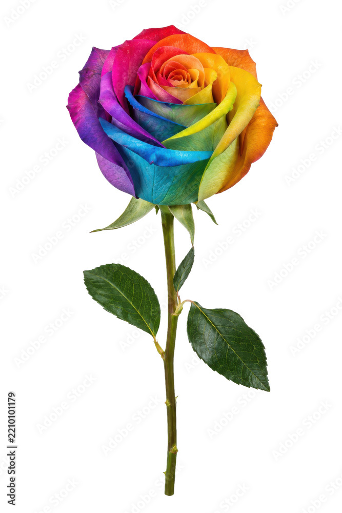 Obraz premium Vibrant rainbow rose with colorful petals and green stem, beautifully displayed against a clean white background, showcasing its unique and cheerful appearance