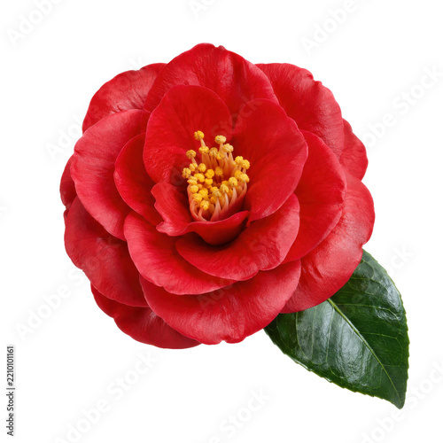 Fotografie Vibrant red camellia flower with delicate petals and bright yellow stamens, acco