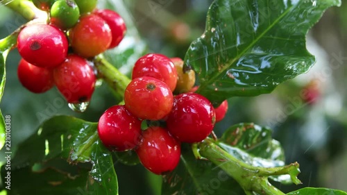 Ripe red coffee beans with raindrops falling on them.