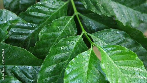 Water drips onto the coffee leaves in the garden.