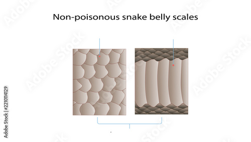 Non-poisonous snake belly scales, Medical forensic illustration showing the belly scales of a non-poisonous snake. Useful for forensic medicine, zoology, toxicology, and medical education.