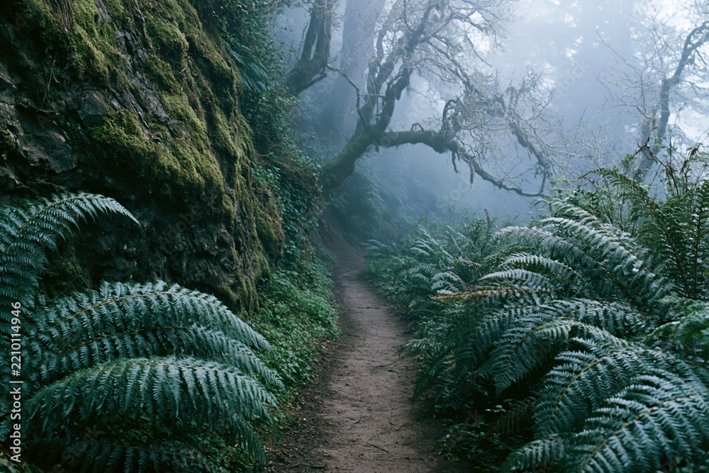 Obraz premium The Forest Path Through Mist and Ferns Along Mossy Cliffs