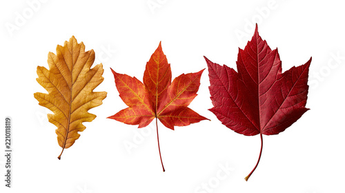 Fotografie Three colorful autumn leaves including oak and maple foliage in red and orange