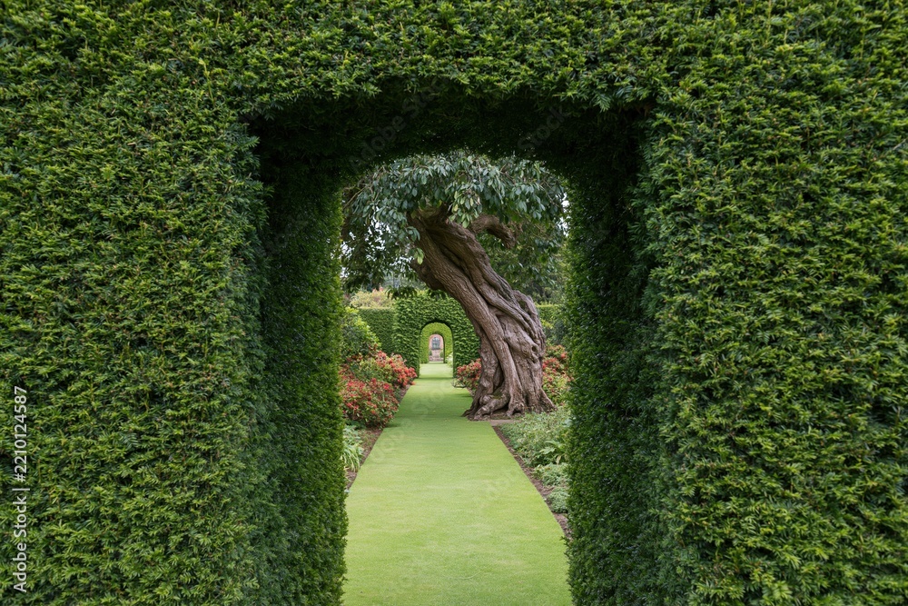 Fototapeta premium The Hedge Archway Framing a Serene Formal Garden Path with Ancient Tree