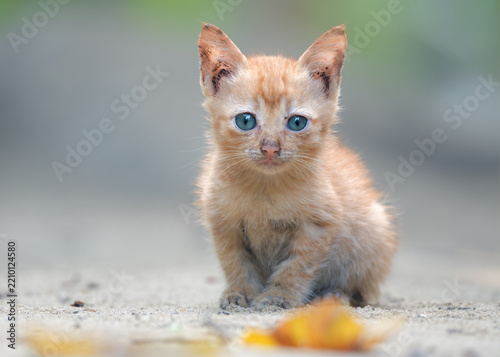 A wild, stray kitten on a sand with blurred background, Palawan, Philippines