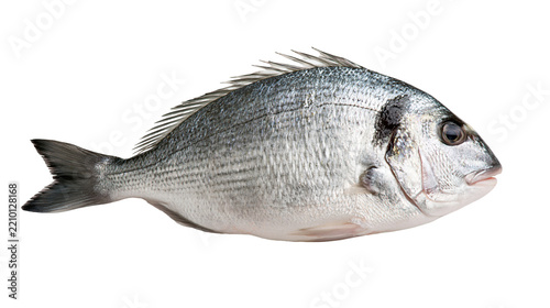 Fresh whole gilthead sea bream fish with silver scales and spiny dorsal fin