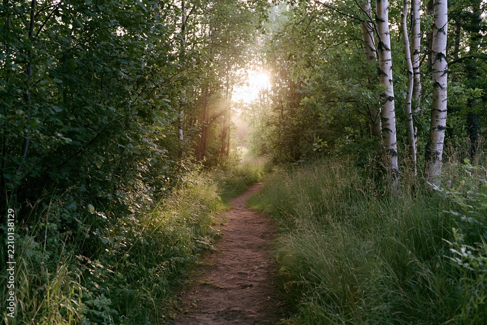 Obraz premium The Sunlit Forest Path Through Birch Trees Toward Golden Morning Light