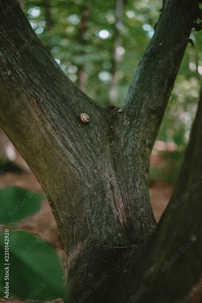 Fototapeta premium ein Baum im Wald mit einer Schnecke