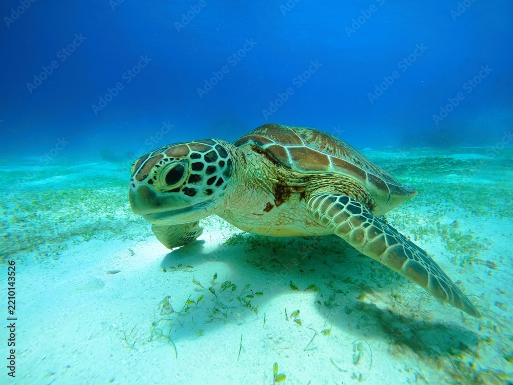 Fototapeta premium sea turtle swimming
