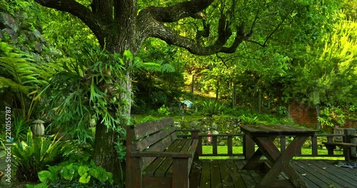 wooden bench, staghorn fern, garden, terrace, Taiwan