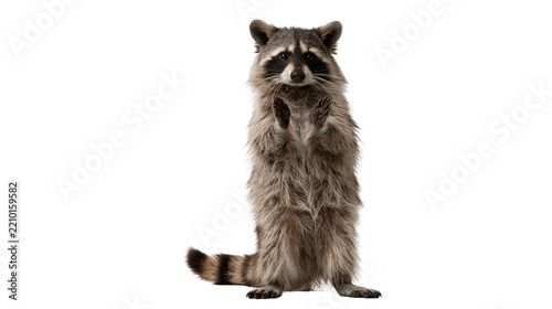 Standing raccoon with grey and black fur and masked face
