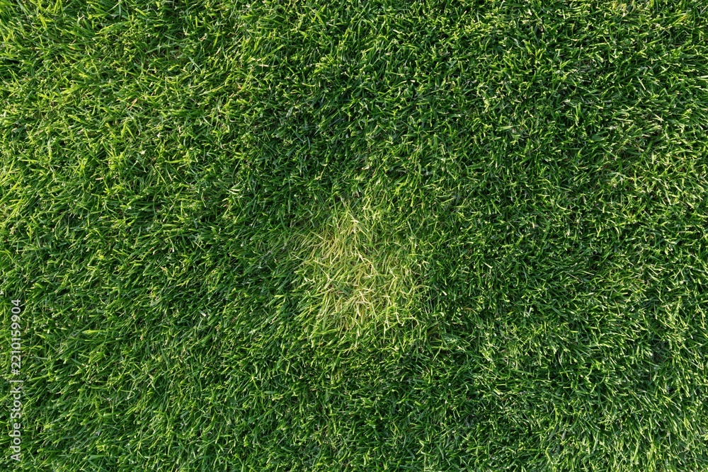 Obraz premium The Grass Lawn With Sunlit Patch Revealing Natural Texture and Depth