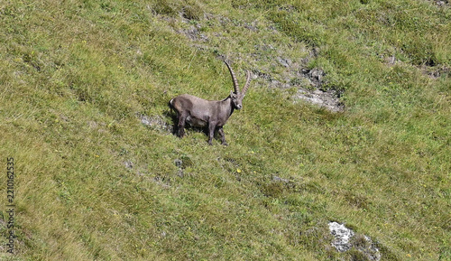Obraz na plátně Steinbock am Berg