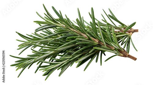 Fresh green rosemary sprigs with needle-like leaves