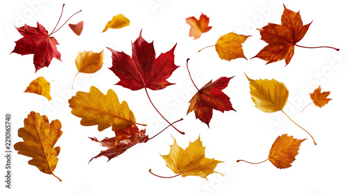 Colorful autumn maple and oak leaves falling in various shapes and sizes