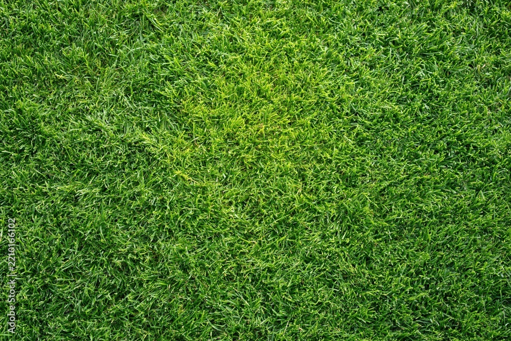 Fototapeta premium The Grass Closeup Emerald Verdant Carpet of Lush Textured Turf