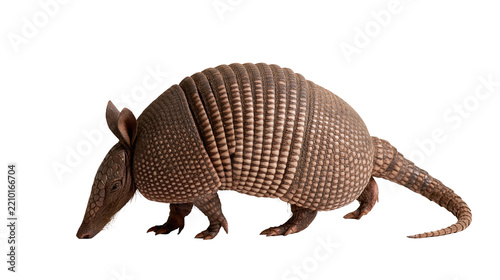Nine-banded armadillo with brown armored shell and pointed snout