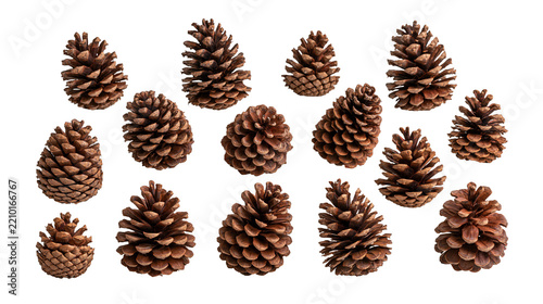 Collection of brown natural pine cones arranged in a group