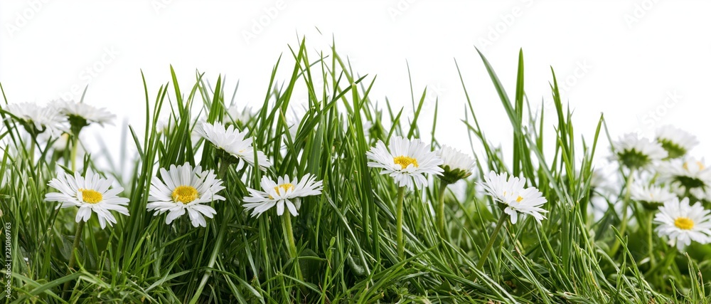 Naklejka premium Strip of green grass with white daisies blooming along the edge, isolated on white