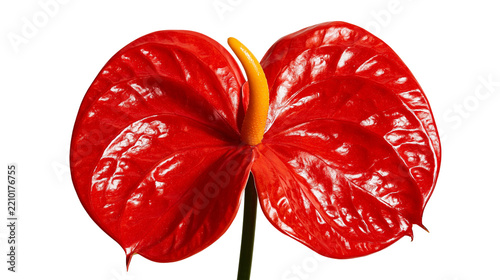 Vibrant red heart shaped anthurium flower with a bright yellow spadix