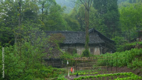 Traditional Rural House with Tiled Roof Nestled in Lush Green Forest and Terraced Vegetable Garden