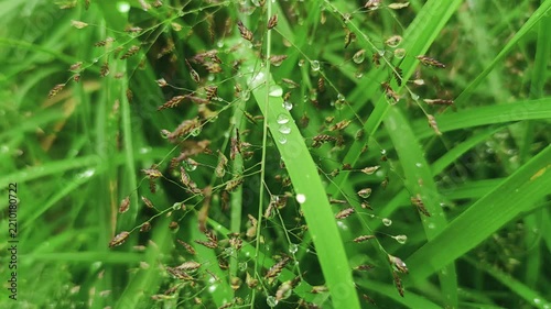Water Droplets on Grass Seed Heads in a Lush Green Field
