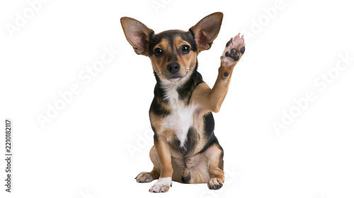 Small black and tan chihuahua dog sitting and waving with its front paw