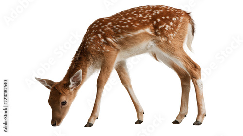Young spotted fallow deer fawn standing and looking down