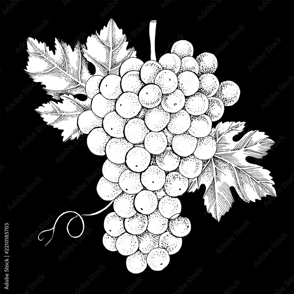 Obraz premium White grapes cluster with leaves hand sketched vector