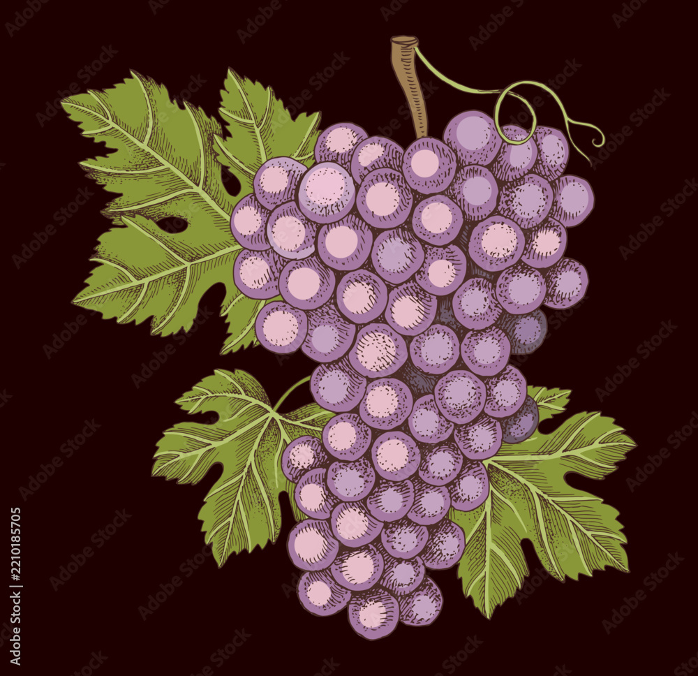 Obraz premium Pink grapes cluster with leaves hand sketched vector
