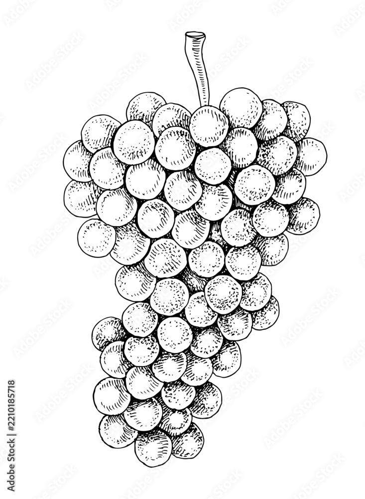 Obraz premium Pink grapes cluster hand sketched vector