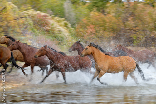 USA, Wyoming, Horses running through water blurred motion