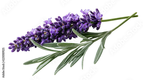 Fresh purple lavender flower sprig with green leaves