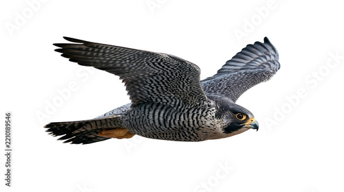 Peregrine falcon in flight with spread wings and detailed grey plumage