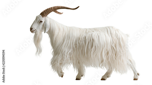 Long haired white Angora goat with curved brown horns standing in profile