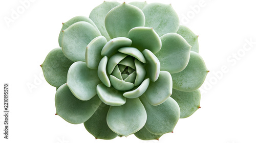Obraz na plátně Light green Echeveria succulent plant rosette with fleshy rounded leaves