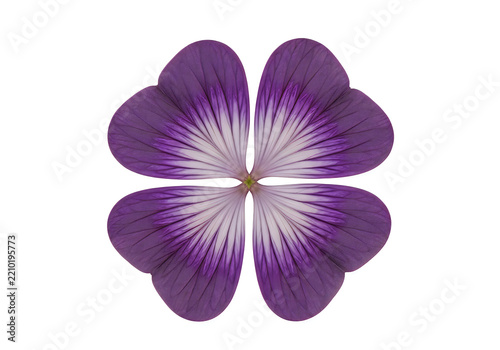 Purple four-leaf clover illustration