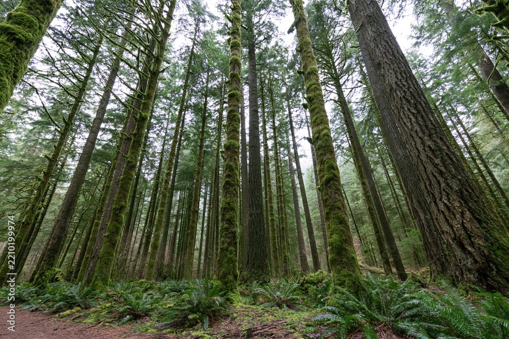 Obraz premium The Forest Cathedral of Tall Trunks and Mossy Ferns Beneath Quiet Light