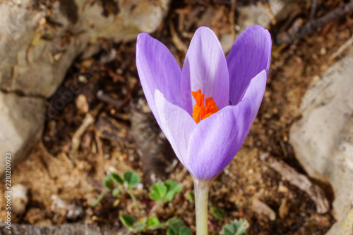 Close-up of Crocus serotinus, late crocus, flowering near Cabo de São Vicente, Portugal