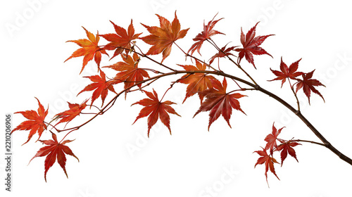 Curved Japanese maple branch with vibrant red autumn leaves