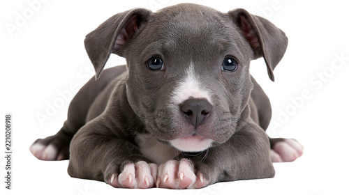 Fotografie Adorable blue nose American Pit Bull Terrier puppy lying down