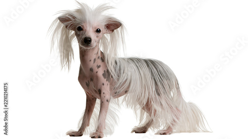 Fotografie Chinese Crested dog with white hair and spotted skin standing